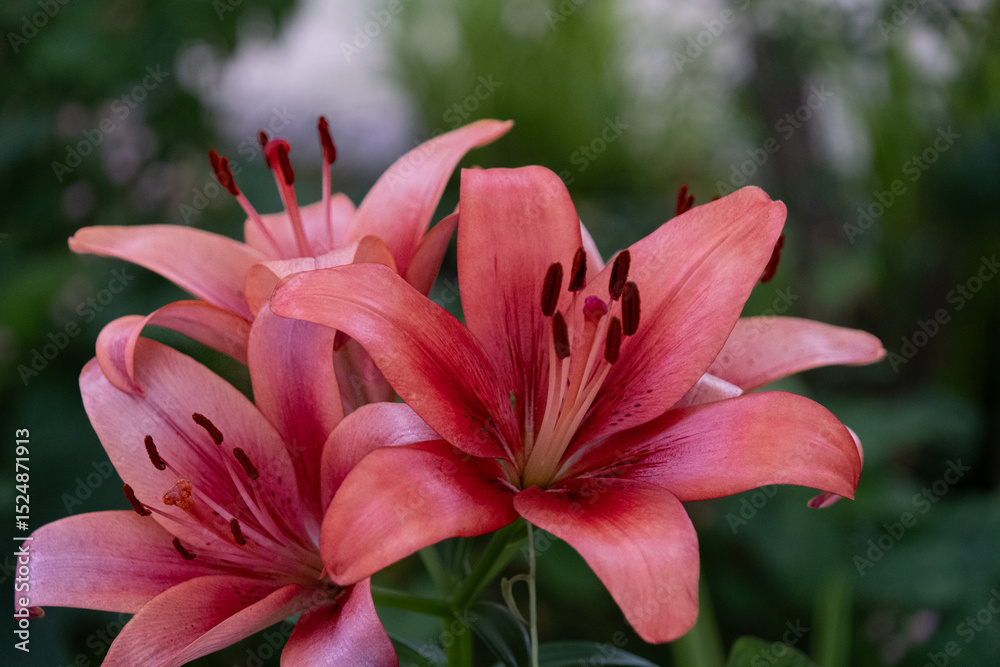 Fototapeta premium ユリ