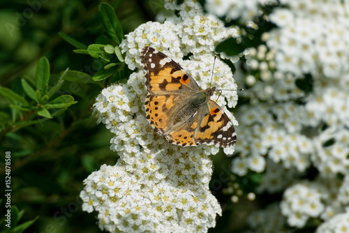 Painted Lady (Vanessa cardui) butterfly sitting on a white flower in Zurich, Switzerland