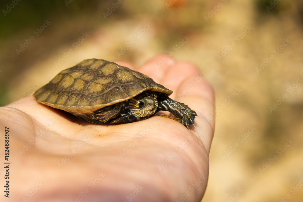 Obraz premium A tiny turtle with a patterned shell rests in the palm of a hand