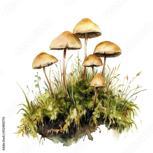 watercolor of Forest Ground Moss Fungi, vector high quality, isolated on a white background.