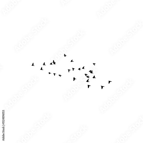 flying birds on white background