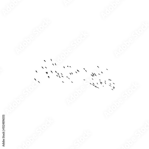 a flock of birds