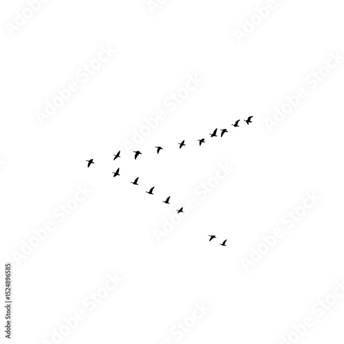 Group of flying birds silhouette illustration.
