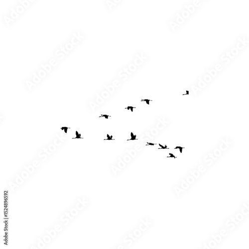 Flock of birds