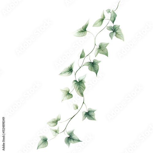 Ivy vine watercolor illustration botanical foliage green leaves climbing plant wedding invitation design element art on transparent background