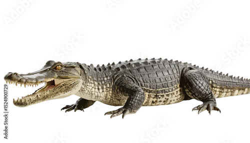 Crocodile isolated on transparent background 