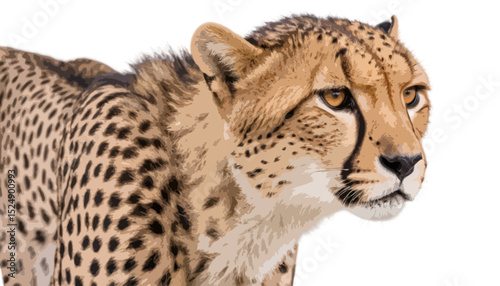 Cheetah isolated on transparent background