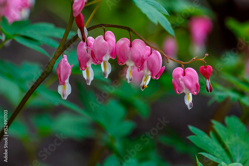 Bleeding heart flowers (Dicentra spectabils) in springtime.jpg, Bleeding heart flowers (Dicentra spectabils) in springtime photo