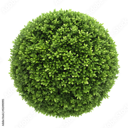 Top view of a boxwood bush isolated on a transparent background