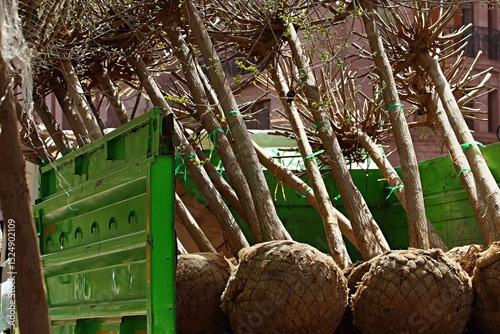 Large tree seedlings in the back of a truck