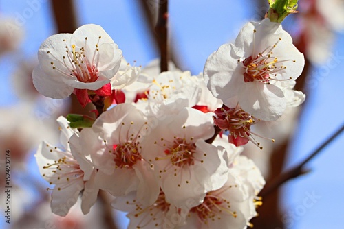 cherry tree blossom