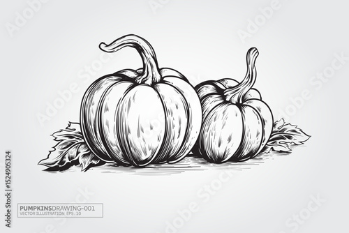 Pumpkins Drawing Vector illustration of isolated on white background with separated layers. Organic vegetables and fruits cartoon concept.