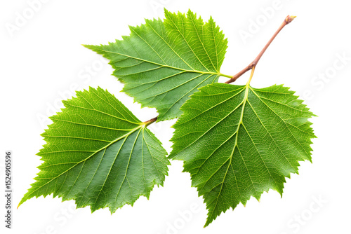 Leaves of birch isolated on white background
