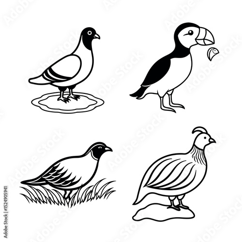 Collection of Bird Illustrations Pigeon, Puffin, Quail, and Partridge