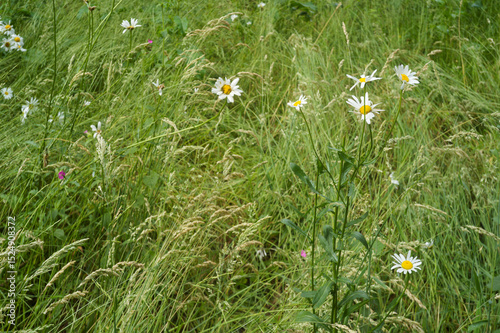 Fototapeta Naklejka Na Ścianę i Meble -  White daisies growing in a field of tall grass