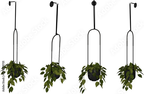 Vector illustration of hanging plant design for home terrace interior decoration with creeping leaves 