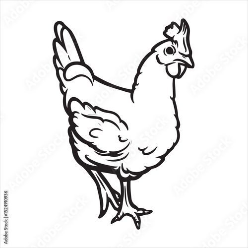 Realistic hen or chicken outlined in white background