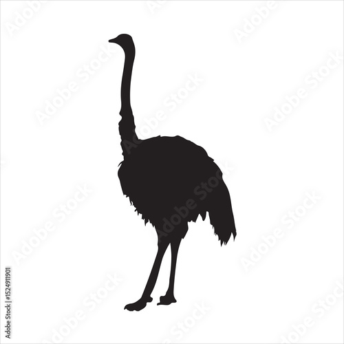Silhouette of an ostrich on white background 