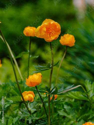 Trollius asiaticus , or Asiatic globeflower ( Latin- Trollius asiaticus ) is a herbaceous perennial plant of the genus Globeflower of the Buttercup family ( Ranunculaceae )