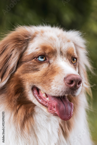 Hundegesicht.