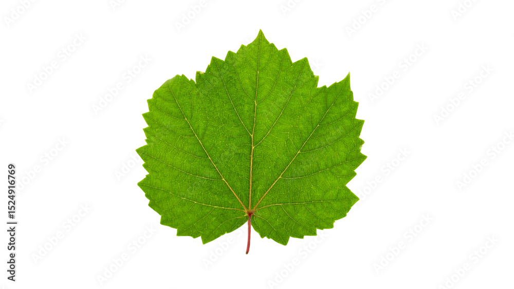 Green leaf isolated on transparent or white background, png Green leaf isolated on transparent or white background, png