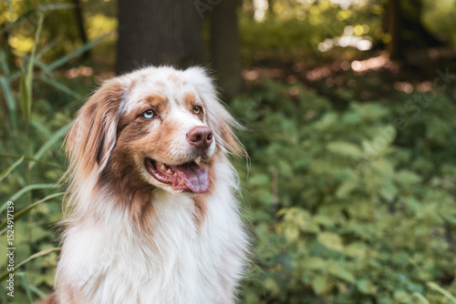 Hund Nahaufnahme.Australian Shepherd.


