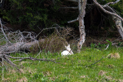 a white roe, capreolus capreolus, a rare species, on a mountain meadow at a spring day