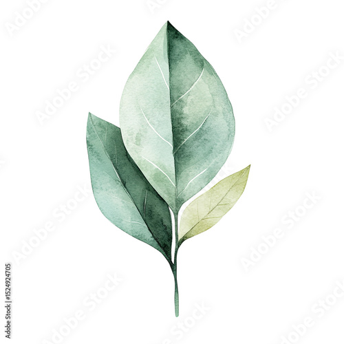 Watercolor leaves illustration botanical art print green leaf painting nature plant foliage organic design on transparent background