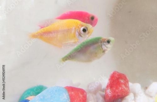 The black tetra (Gymnocorymbus ternetzi), also known as the black skirt, petticoat, high-fin skirt tetra, black skirt tetra, black widow tetra and blackamoor, is a freshwater fish. photo