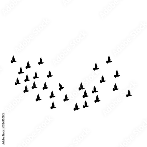flock of pigeons on white background 