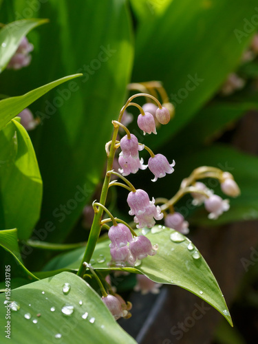 Lily of the valley ( Latin-Convallaria rosea ) is a species of herbaceous flowering plant
