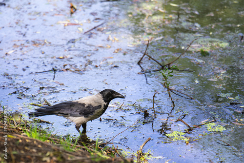 Urban crow foraging in a muddy pond, searching for food amidst city pollution and natural elements