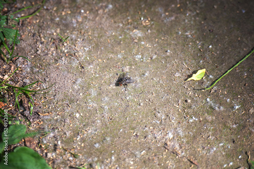 A gray flesh fly resting on the ground, captured in detailed macro photography showcasing its intricate features