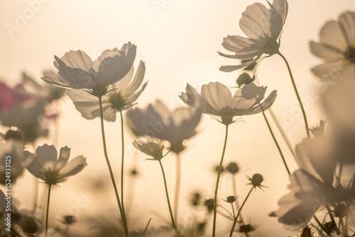 White Cosmos Flowers in Sunset Light, Soft Backlit Silhouette, Oita Japan