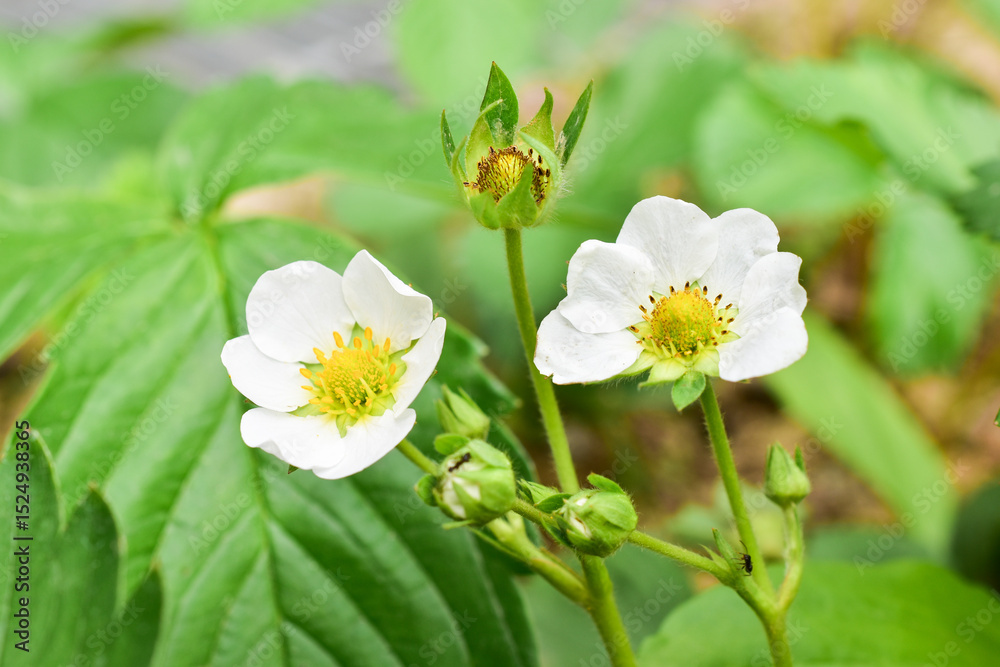 Obraz premium Strawberry flowers