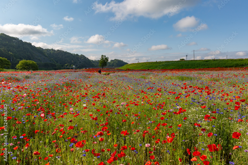 Obraz premium A riverfront view on a spring day full of red poppies, cornflower, babys breath and spring flowers. A view of the Akyang banks near the Namgang River in Haman-gun, Gyeongsangnam-do, Korea.