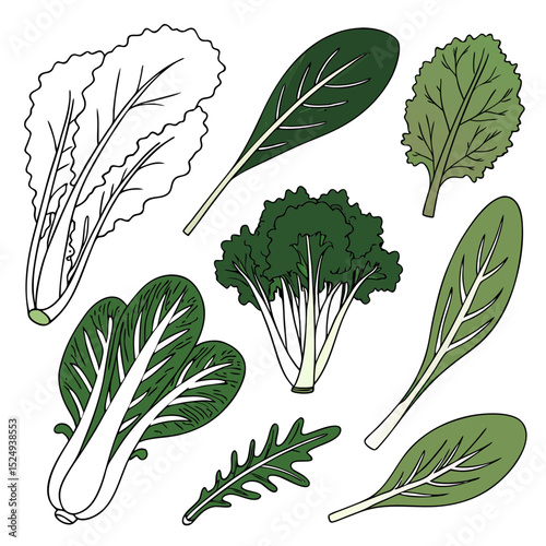 Assortment of fresh green leafy vegetables