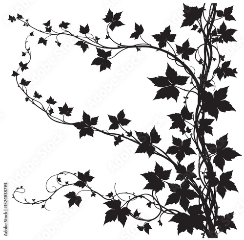 ivy branch isolated on white background silhouette vector
