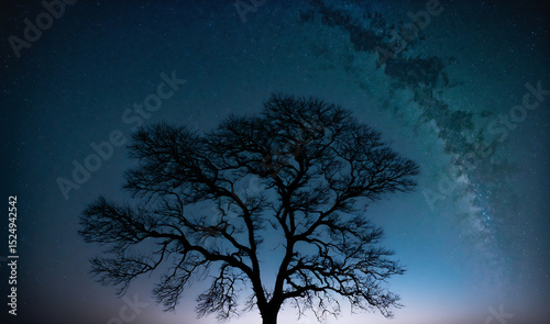 Starry Night Sky with Tree Silhouette and Water Reflection – Tranquil Nature Landscape
