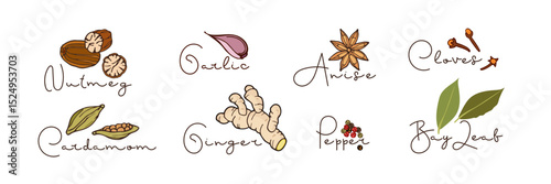 Spice set. Colors Doodle vector illustration isolated on white background. Drink and Food recipes, spices labels. Organic, natural flavor, eco friendly, kitchen spices. Flavor cooking ingredients.