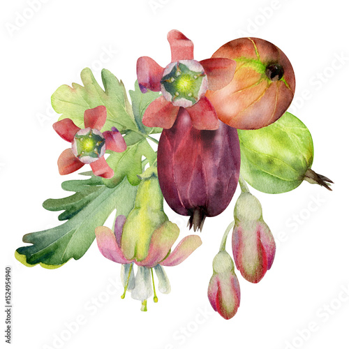 Gooseberry bell flower buds leaves, ripe garden berries Currant casseille huckleberry jostaberry, hand drawn in watercolor. Isolated boutonniere illustration. For wedding stationery, farmers market
