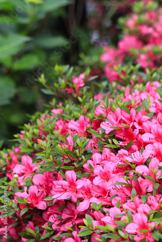 Wallpaper Mural Azaleas blooming in spring in Japan. Torontodigital.ca