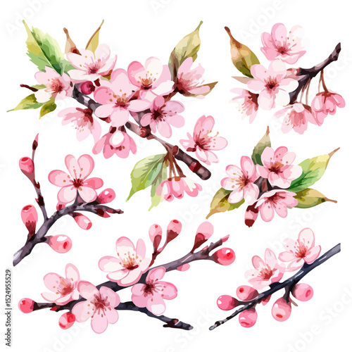 Pink cherry blossom. Vector decoration elements. Sakura branches with flowers