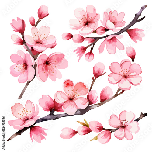 Pink cherry blossom. Vector decoration elements. Sakura branches with flowers