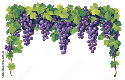 Grape