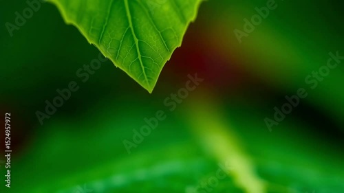 Vibrant green leaf with a crystal-clear water droplet reflecting the serene natural environment.