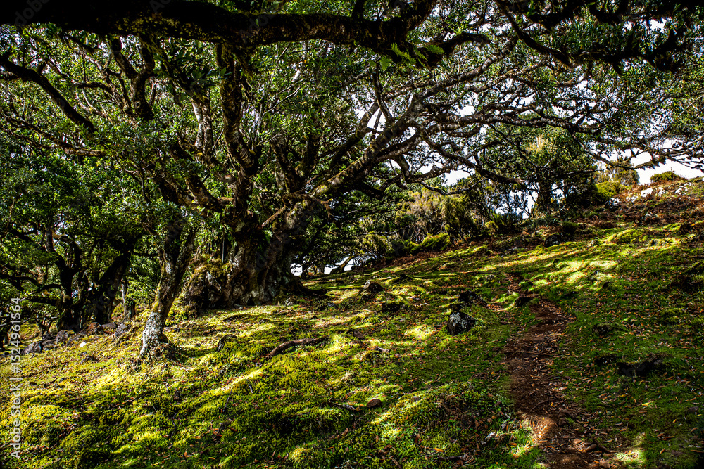 Fototapeta premium Feenwald auf Madeira 