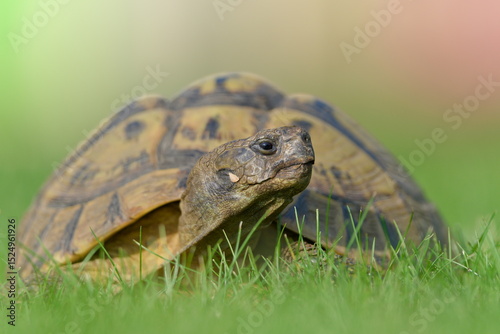 Portrait of Testudo hermanni aka Hermann's tortoise in the grass. Close-up portrait. photo