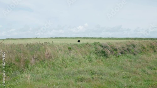 Handheld footage of a chough, rare bird, corvid, displaying diversionary repetitive wing flapping on a stone wall with plants between green grass fields before flying away.  photo