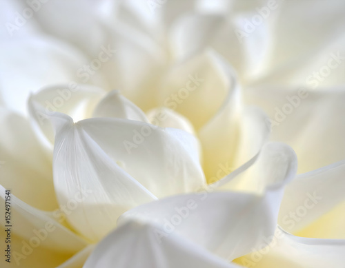 macro white floral texture with soft light and blur
